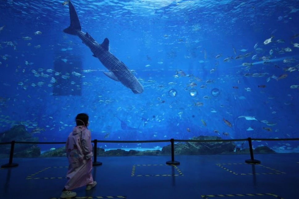 10 Tempat Menarik di China Terbaik 2023 Akuarium Laut Shanghai