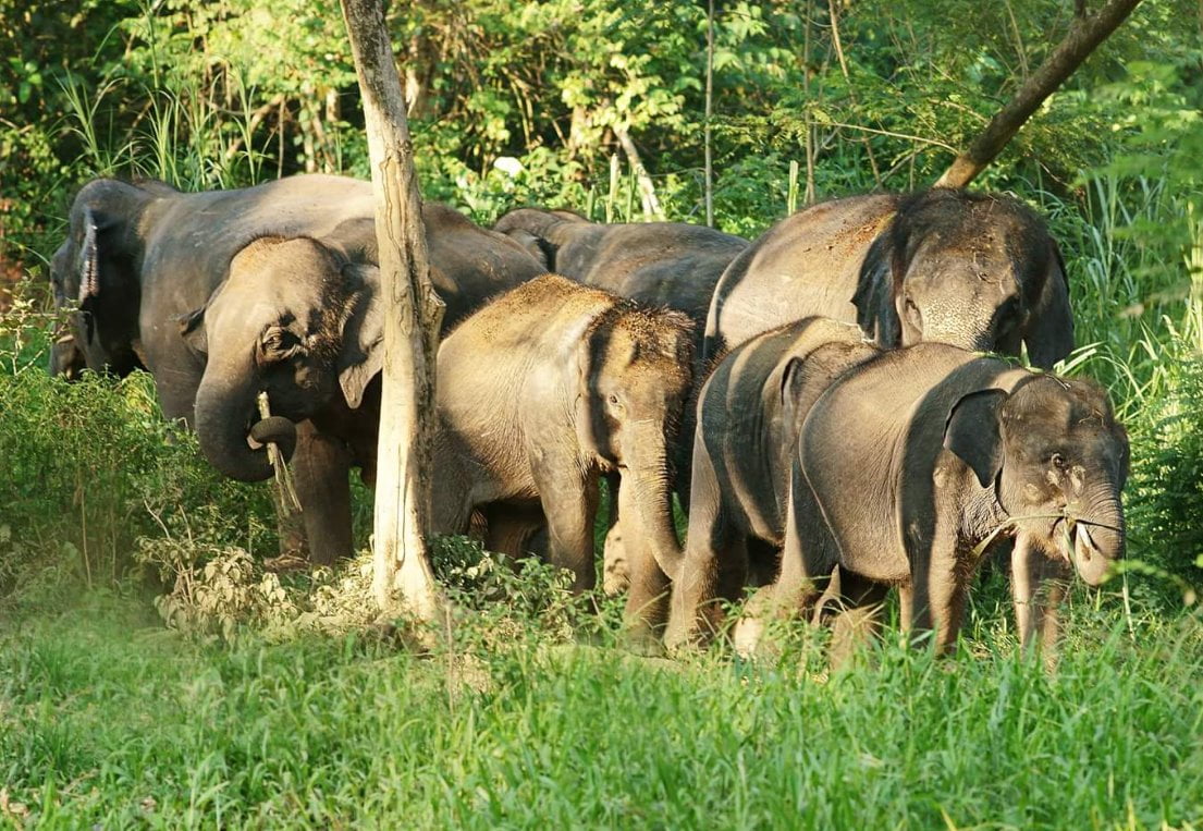 Tempat Menarik di Tasik Kenyir Kenyir Elephant Conservation Village KECV