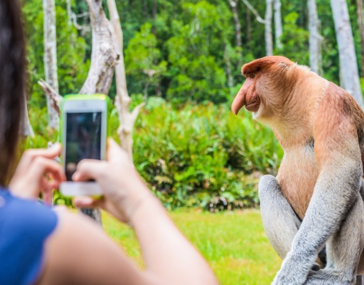 [TOP] 11 Tempat Menarik di Sandakan Sabah Terbaik 2023 Labuk Bay Proboscis Monkey Sanctuary