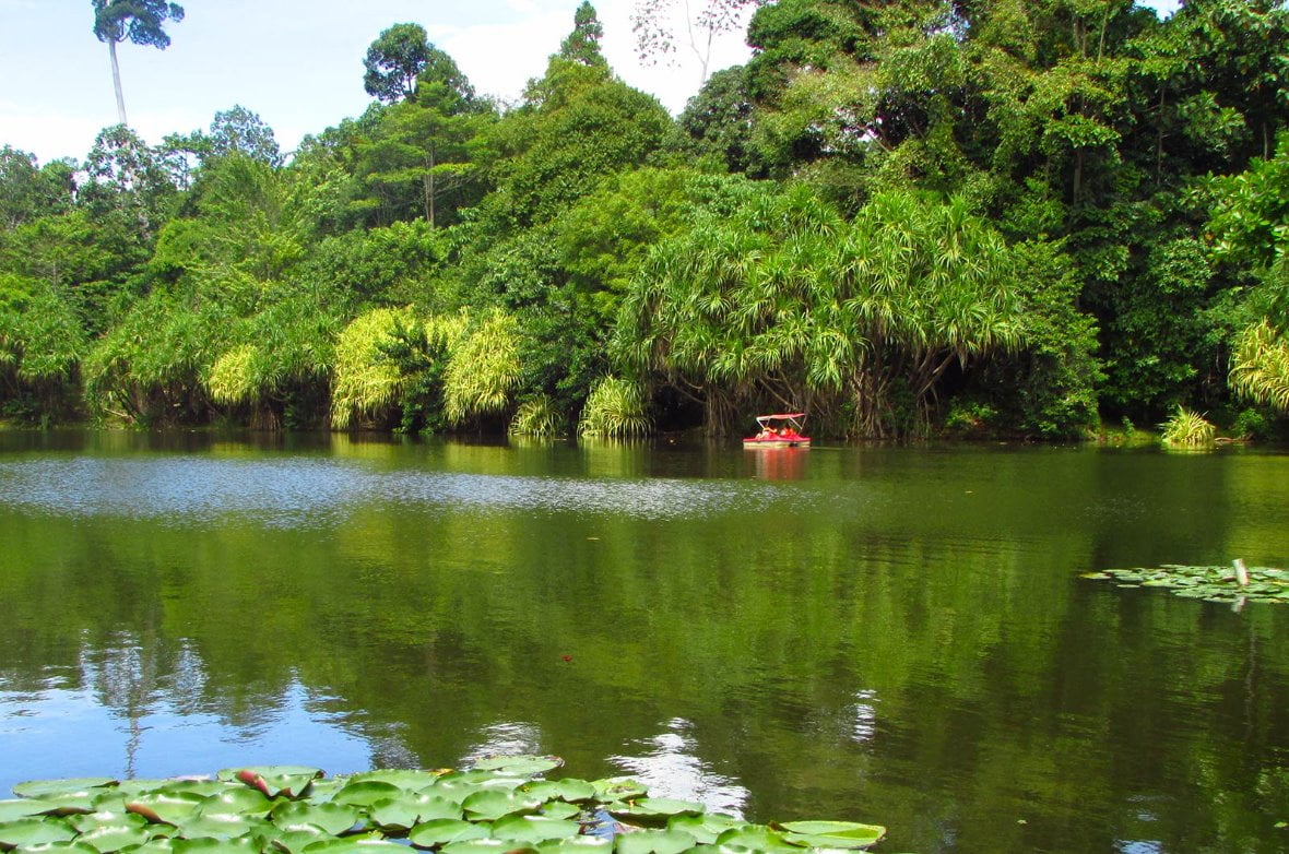 [TOP] 11 Tempat Menarik di Sandakan Sabah Terbaik 2023 Rainforest Discovery Centre RDC 1