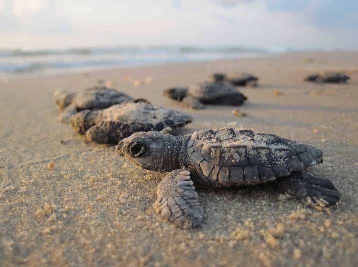 [TOP] 11 Tempat Menarik di Sandakan Sabah Terbaik 2023 Turtle Island Park 1